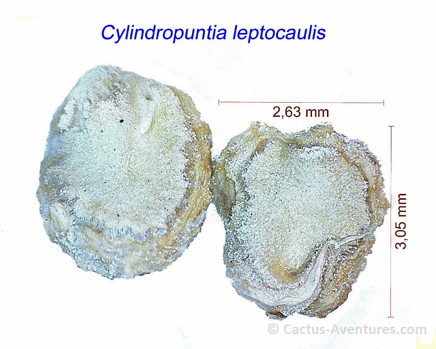 Cylindropuntia leptocaulis
